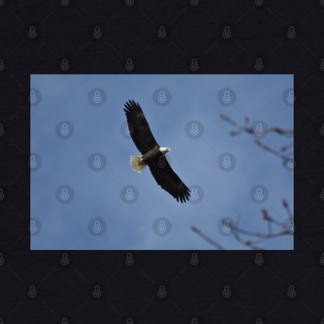 Flying Bald Eagle by MarieDarcy